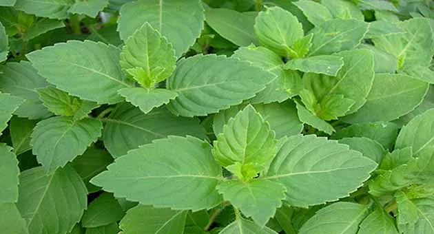 Cách sử dụng tulsi: Bí quyết chăm sóc da tự nhiên với thảo dược holy basil