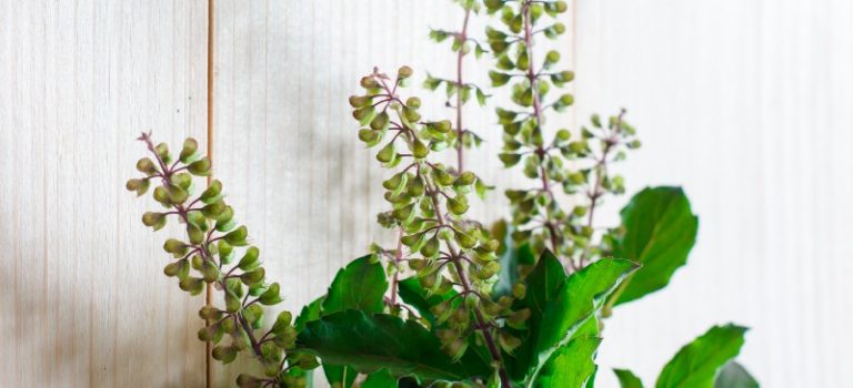 Cách sử dụng tulsi: Bí quyết chăm sóc da tự nhiên với thảo dược holy basil